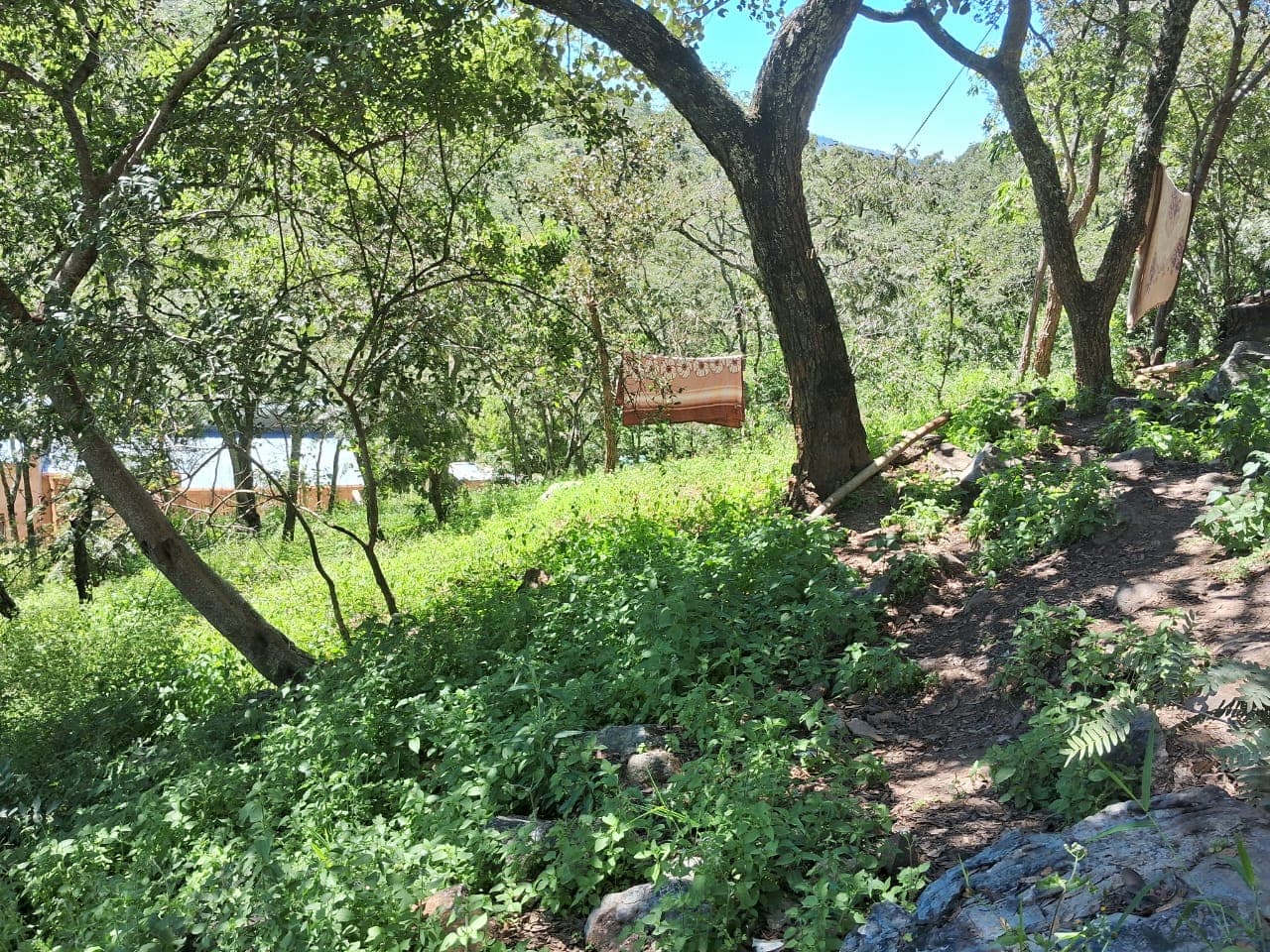 A Rare Forested Hillside Stand in Glen Lorne 3