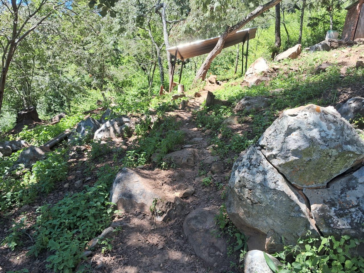 A Rare Forested Hillside Stand in Glen Lorne 4